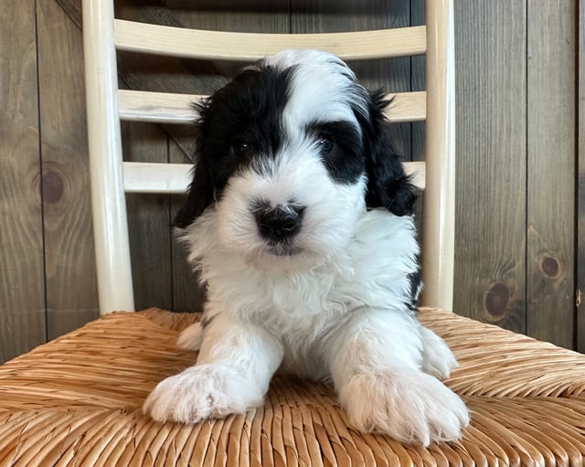River is an F1 Sheepadoodle that should have  and is currently living in Minnesota 