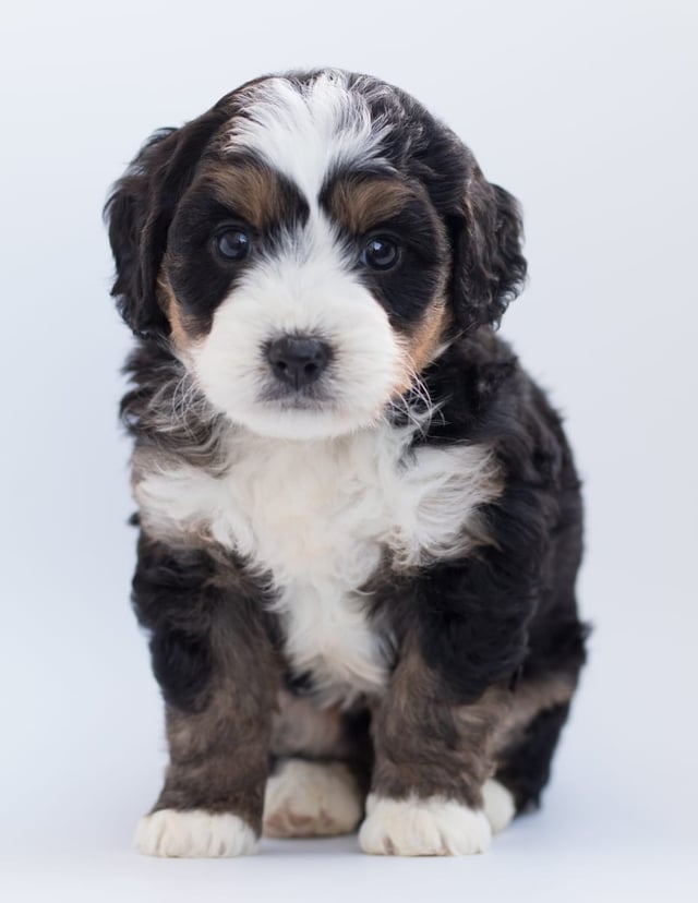 A picture of a Bear, a gorgeous  Bernedoodles for sale