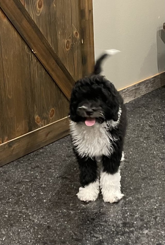 A picture of a Ivy, one of our Mini Sheepadoodles puppies that went to their home in Iowa