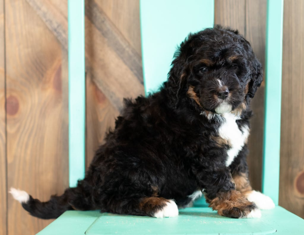 Anita is an F1 Bernedoodle that should have  and is currently living in Iowa