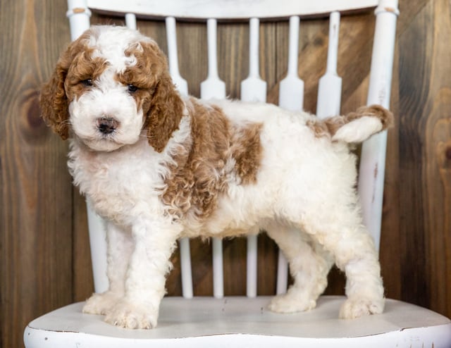 Goldendoodles bred in in Iowa by Poodles 2 Doodles