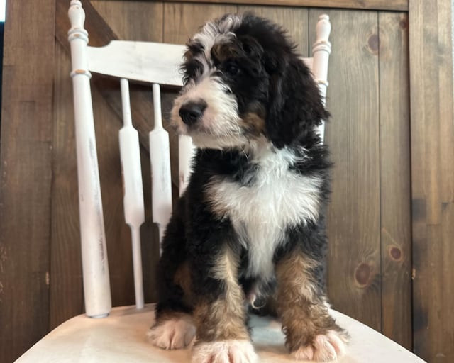 James is an F1 Bernedoodle that should have  and is currently living in Iowa