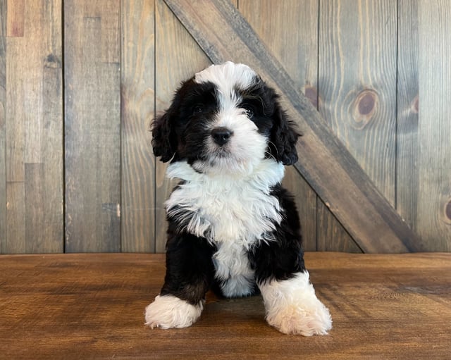A picture of a Albert, a gorgeous Standard Bernedoodles for sale