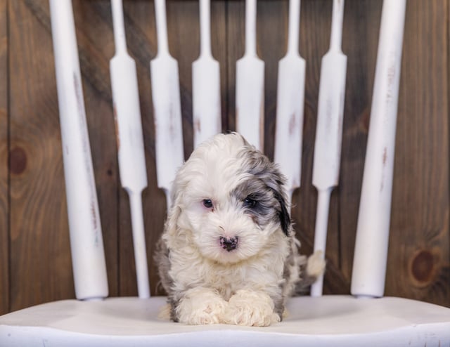 Hero came from Hero and Grimm's litter of F1B Sheepadoodles