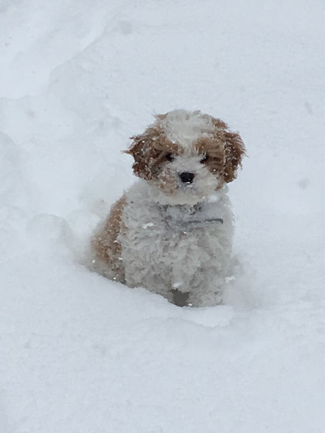 Cavapoo puppy out in the snow