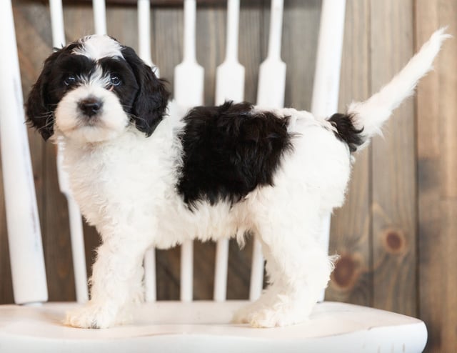 A litter of Mini Sheepadoodles raised in Iowa by Poodles 2 Doodles