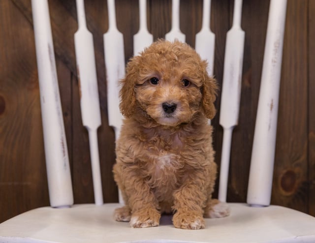 A picture of a Helen, one of our Mini Bernedoodles puppies that went to their home in Illinois