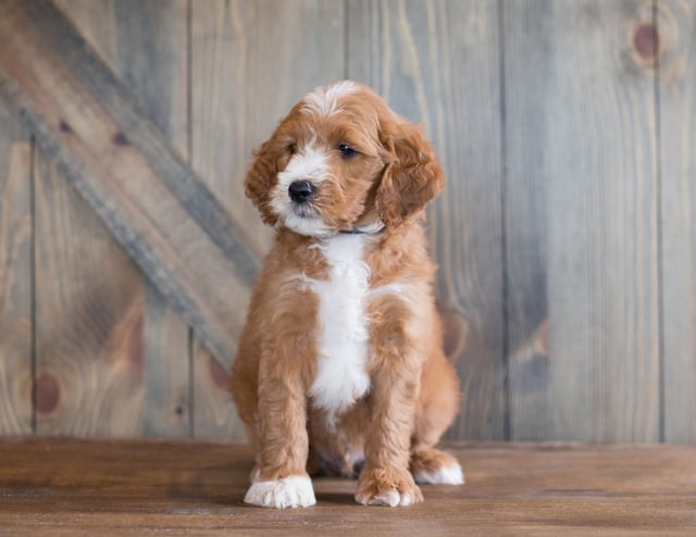 A picture of a Barlo, one of our Mini Goldendoodles puppies that went to their home in South Dakota