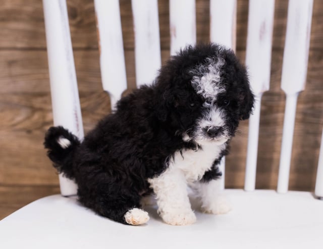 Quinny came from Quinny and River's litter of F1B Sheepadoodles