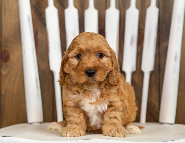 This litter of Irish Doodles are of the F1 generation.