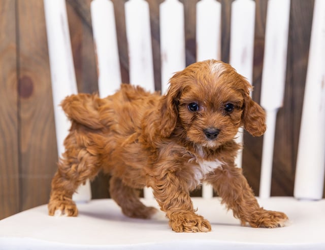 A picture of a Nassi, one of our  Cavapoos puppies that went to their home in Minnesota