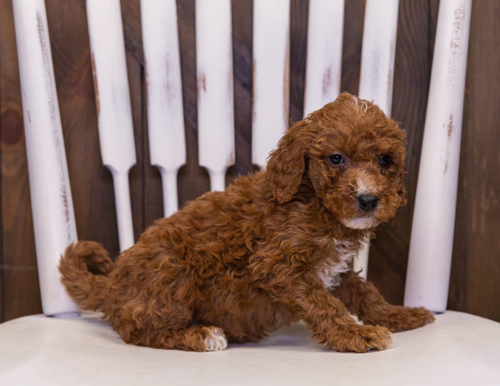 A picture of a Osita, one of our Mini Goldendoodles puppies that went to their home in Iowa