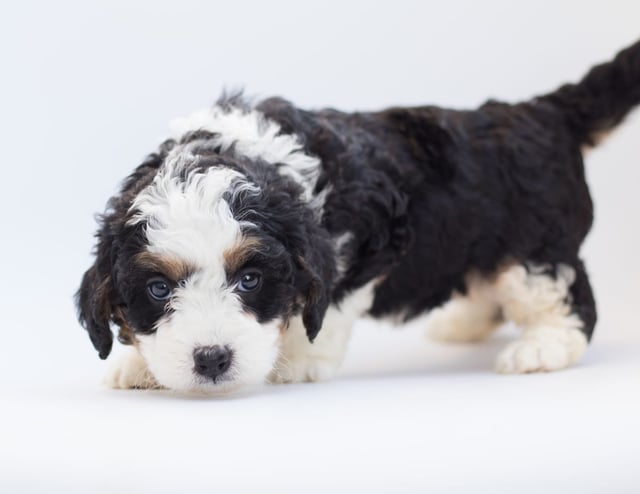 Bea came from Bea and Stanley's litter of F1 Bernedoodles