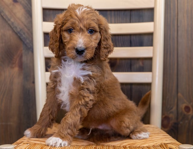 Learn more about Goldendoodles on our blog