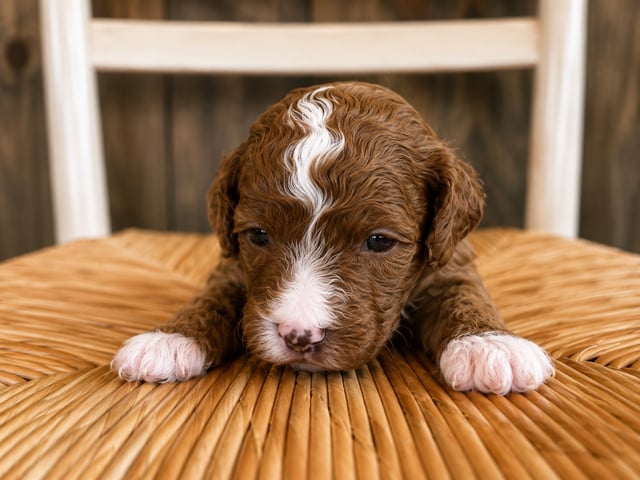 A picture of a Flora, a gorgeous Petite Cavapoos for sale