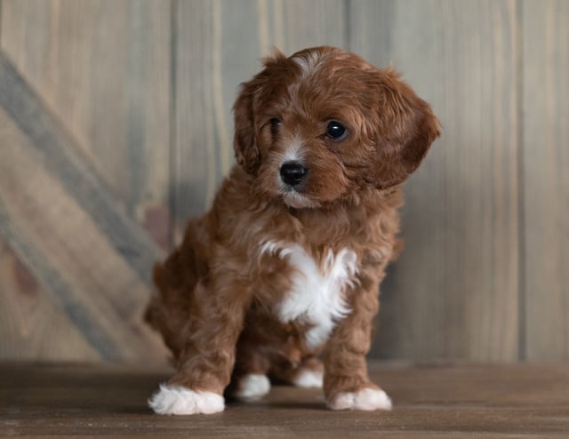 A picture of a Hank, one of our Petite Cavapoos puppies that went to their home in Iowa