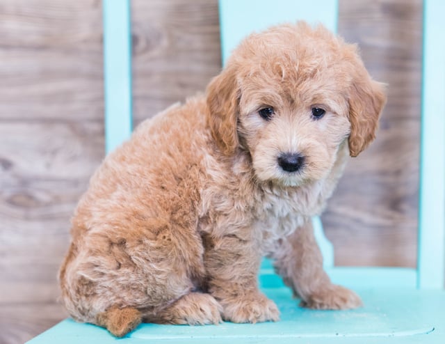 These Goldendoodles were bred by Poodles 2 Doodles in Iowa. Their mother is KC and their father is Milo