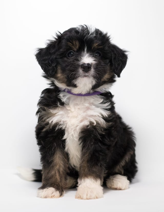 A picture of a Faith, a gorgeous Mini Bernedoodles for sale