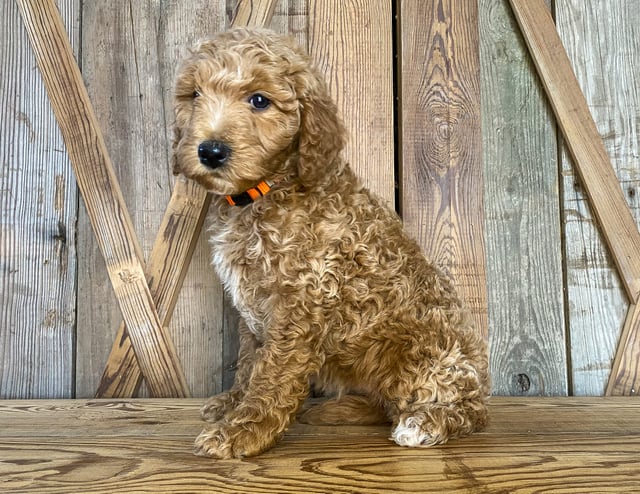 Maggie is an F1BB Goldendoodle that should have  and is currently living in Nebraska