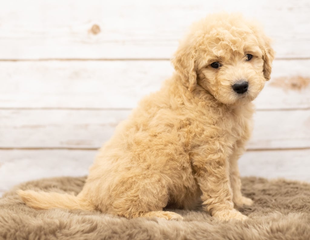 Omer is an Multigen Goldendoodle that should have  and is currently living in Wyoming
