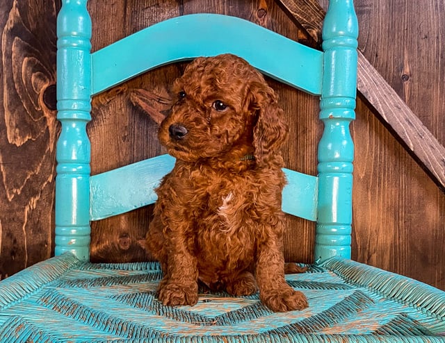 Irish Doodles bred in in Iowa by Poodles 2 Doodles