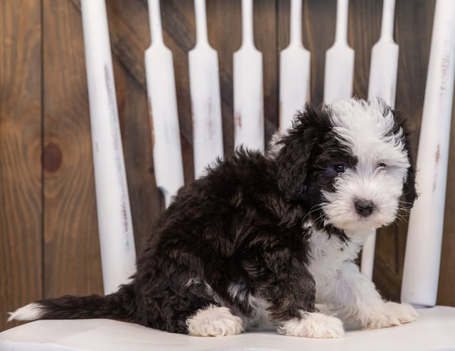 A picture of a Tessa, one of our Mini Sheepadoodles puppies that went to their home in California