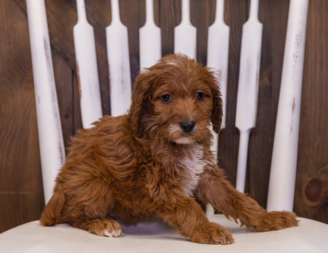 A picture of a Kelly, one of our Standard Irish Doodles puppies that went to their home in Nebraska