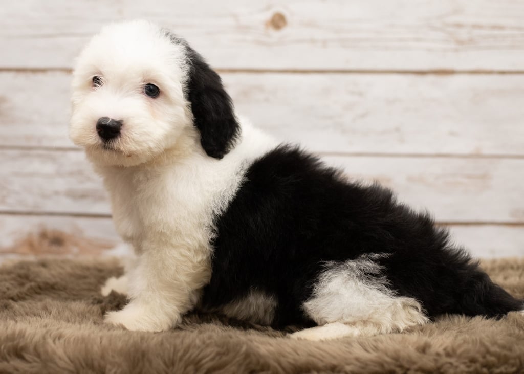 A picture of a Les, one of our Mini Sheepadoodles puppies that went to their home in New York