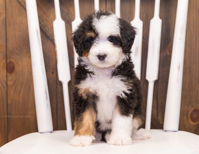 Tessa came from Willow and Bentley's litter of F1 Bernedoodles