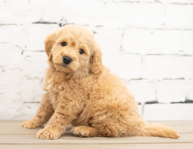 Yackson came from KC and Reggie's litter of F1 Goldendoodles