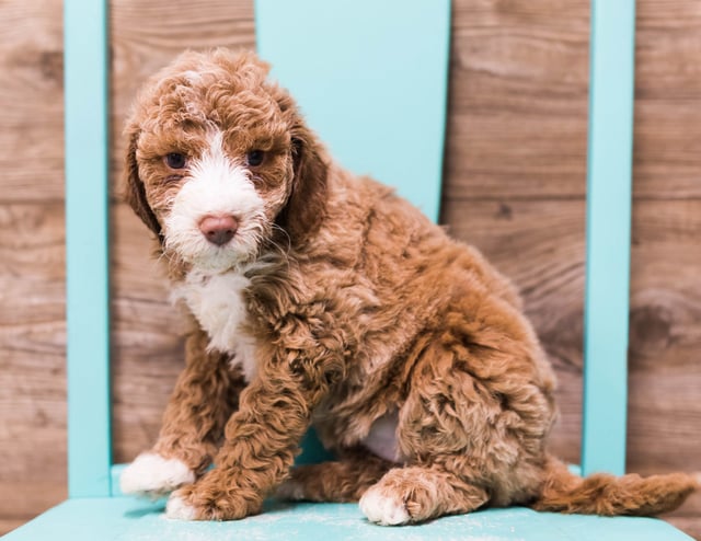 A picture of a Dana, one of our Mini Goldendoodles puppies that went to their home in Illinois