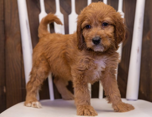 A picture of a Zola, one of our  Irish Doodles puppies that went to their home in North Carolina