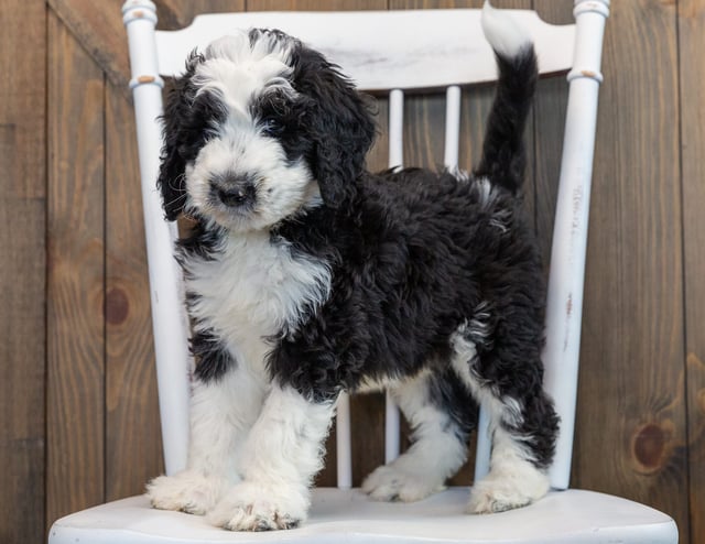 Noah is an F1 Sheepadoodle that should have  and is currently living in Michigan