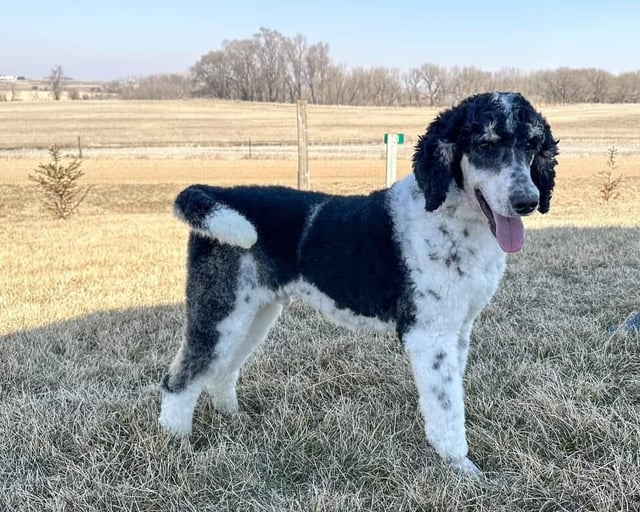 A picture of one of our Poodle father's, Sawyer.