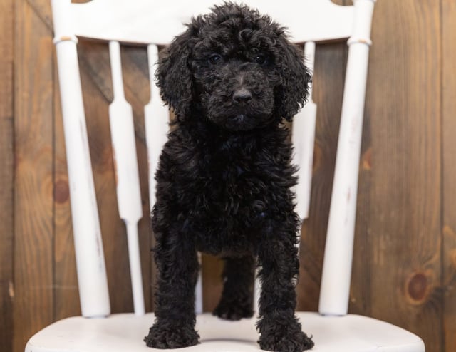 Olivia came from Maci and Merlin's litter of F1B Goldendoodles
