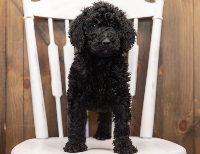 A litter of  Goldendoodles raised in Iowa by Poodles 2 Doodles