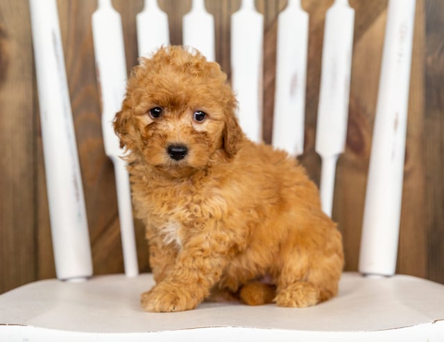 Pearl is an F1B Goldendoodle that should have  and is currently living in Minnesota