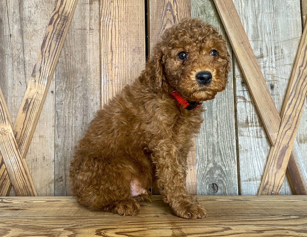 Mahomes came from Tatum and Toby's litter of F1BB Goldendoodles