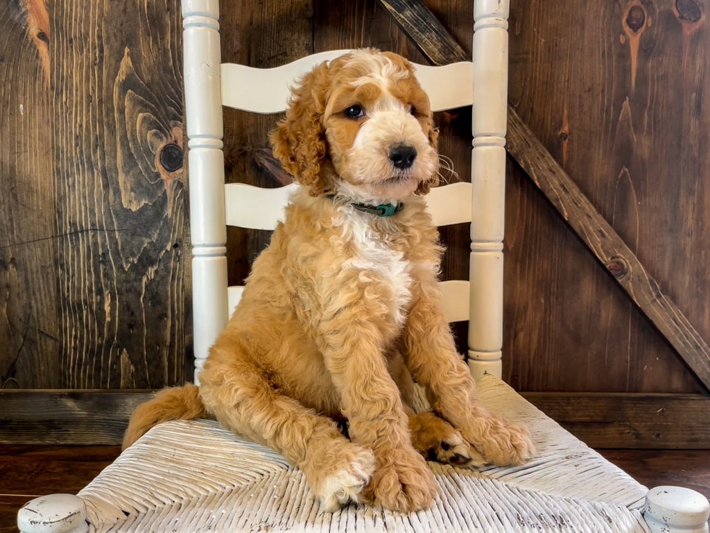 Reggie is an F1BB Irish Doodle that should have  and is currently living in Missouri
