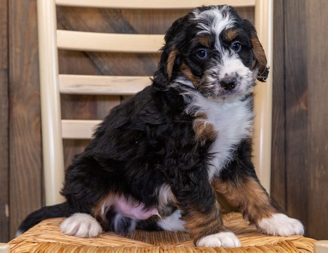 A picture of a Xono, one of our Mini Bernedoodles puppies that went to their home in Iowa