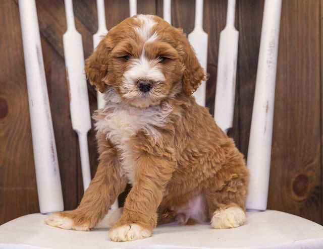 Xav is an F1B Goldendoodle that should have  and is currently living in Nebraska