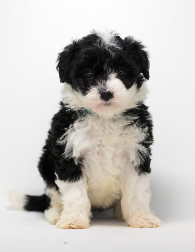 Gia is an F1 Sheepadoodle for sale in Iowa.