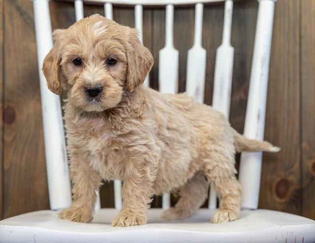 Buzz came from KC and Rugar's litter of F1 Goldendoodles