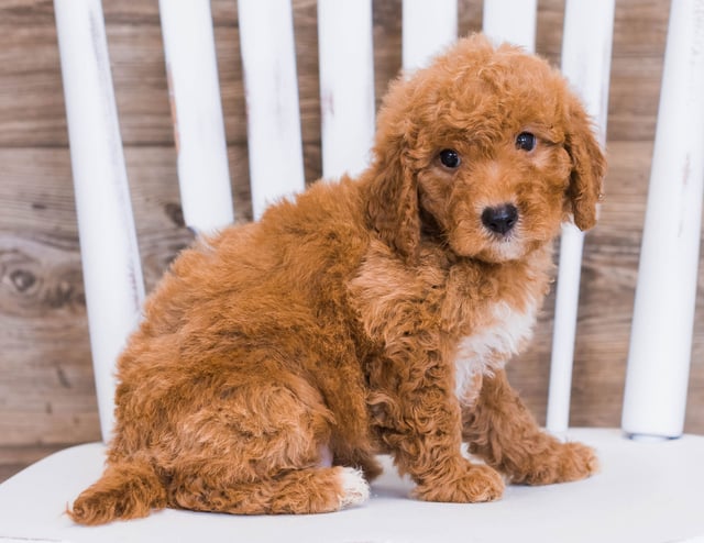 Reba came from Jazzy and Rugar's litter of F1 Goldendoodles