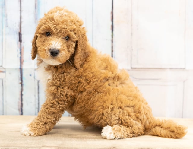 Vex is an F1BB Goldendoodle that should have  and is currently living in Wisconsin