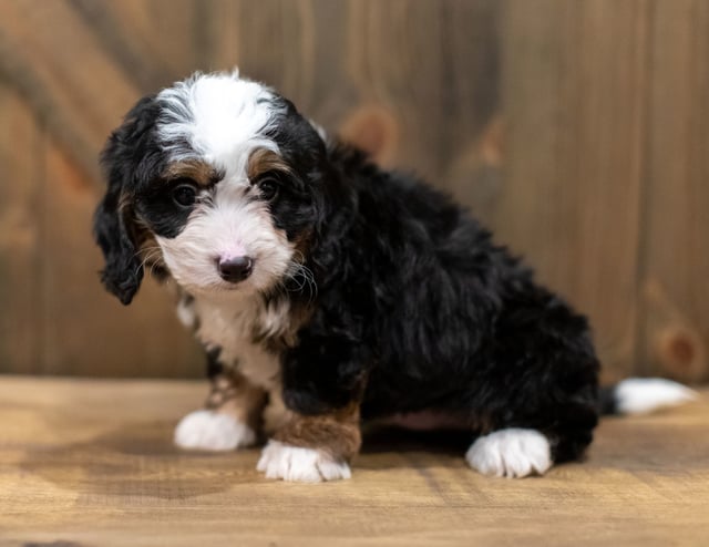 Quincey is an F1 Bernedoodle that should have  and is currently living in Georgia
