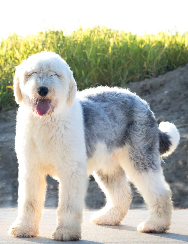 A picture of one of our Old English Sheepdog mother's, Kaze.