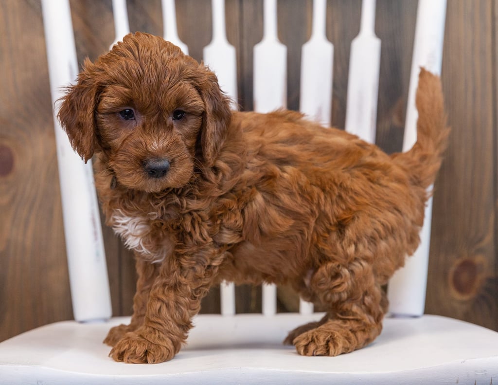 Scotch is a Mini Goldendoodle Puppy Sold As Of 03/17/2021