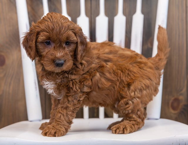 Scotch is an F1 Goldendoodle that should have  and is currently living in North Dakota 