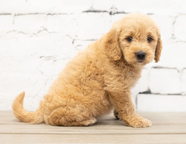 Yalli is an F1 Goldendoodle for sale in Iowa.